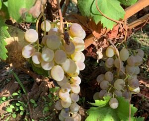 Close-up view of golden-green white wine grapes hanging among fresh and dried leaves on dry soil.