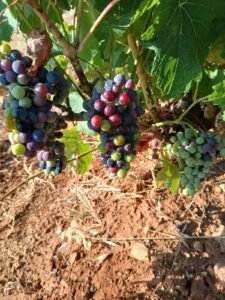 veraison, key turning point, chateaumusar, chateaumusarwinery, chateaumusarlebanon, Lebanon, winery, chateaumusarwinery, chateaumusarghazir, ghazir, ghazirwinery, bekaa, bekaavalley, vineyards, chateaumusarvineyards, grapevine, grapes, vines