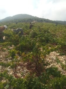 Chateau Musar workers harvesting grapes in the Bekaa Valley 2026