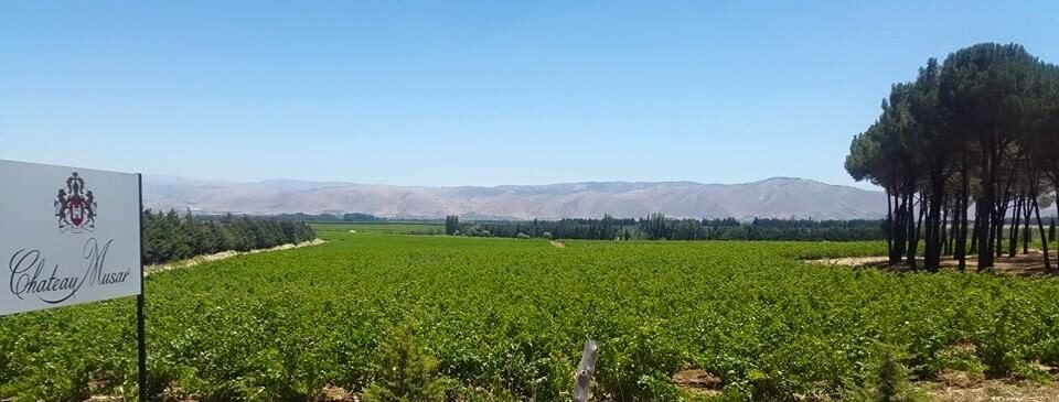 Musar vineyard June e